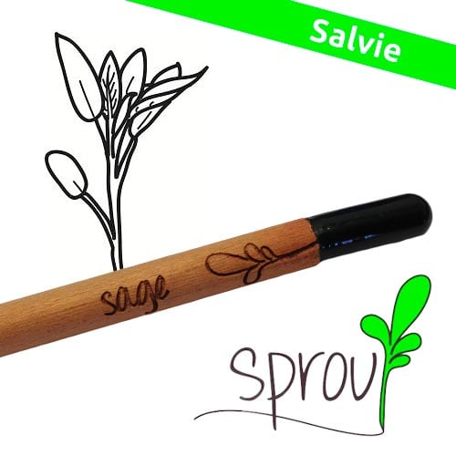Sprout (Salvie) - Blyanten der kan spire