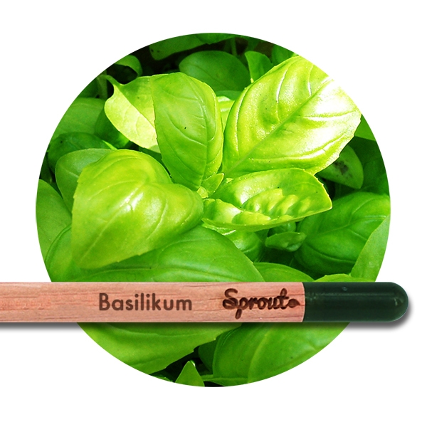 Sprout (Basilikum) - Blyanten der kan spire