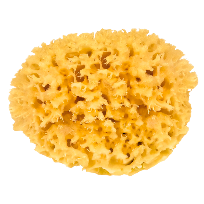 Croll & Denecke Natursvamp i æske (9 cm)
