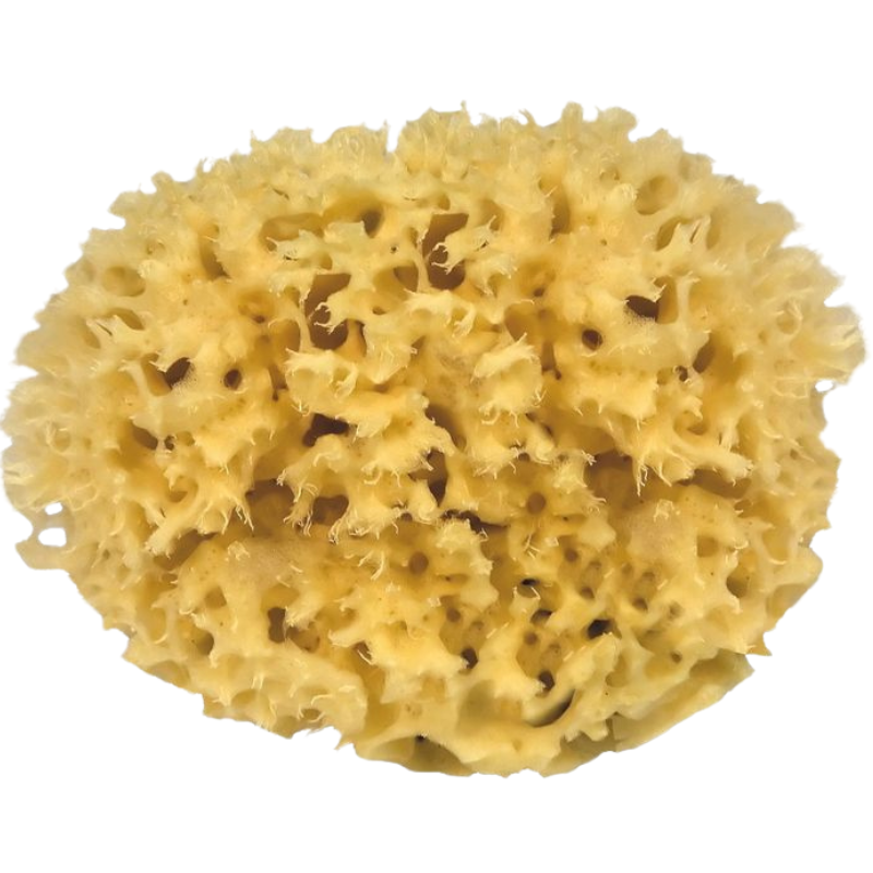 Croll & Denecke Caribisk Natursvamp 10 - 12 cm (1 stk) Croll & Denecke Caribisk Natursvamp 10 - 12 cm (1 stk)