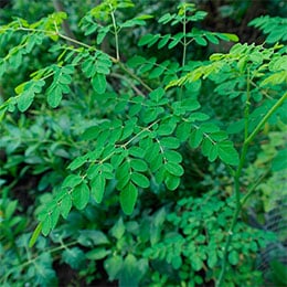 Moringa