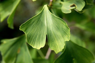 Ginkgo Biloba – Hvorfor er det så populært?