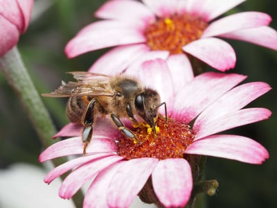 MGO i Manuka Honning: Hvad betyder tallet?